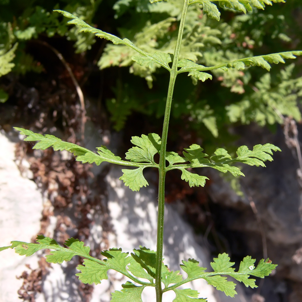 Изображение особи Cystopteris fragilis.