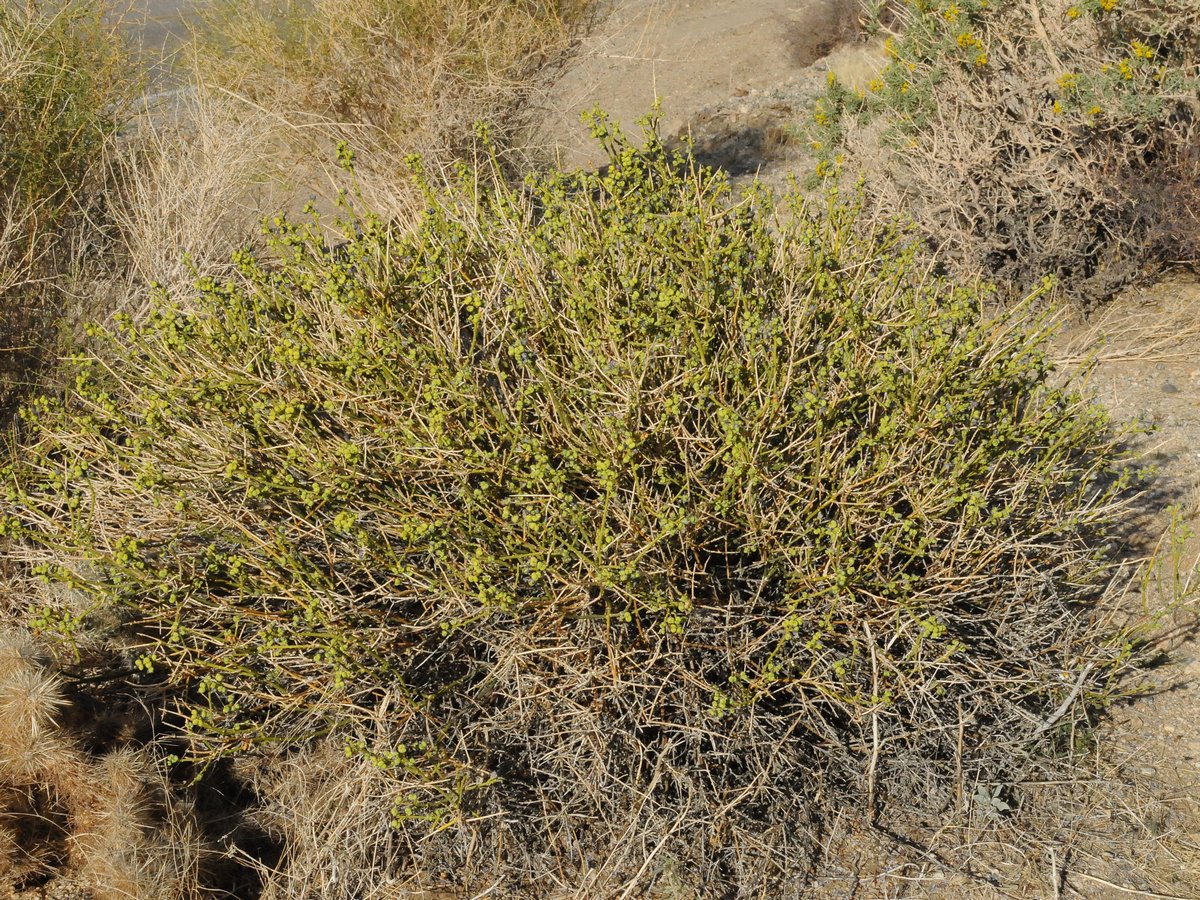 Image of Thamnosma montana specimen.