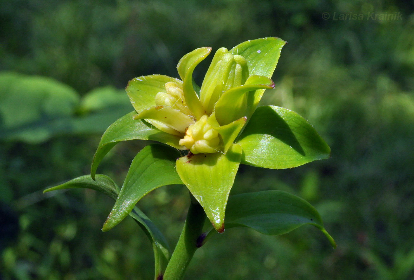 Изображение особи Lilium distichum.