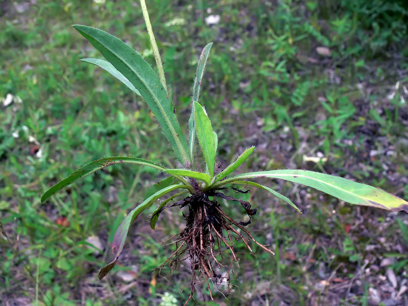 Image of Pilosella onegensis specimen.