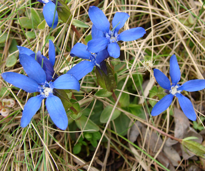 Изображение особи Gentiana uniflora.