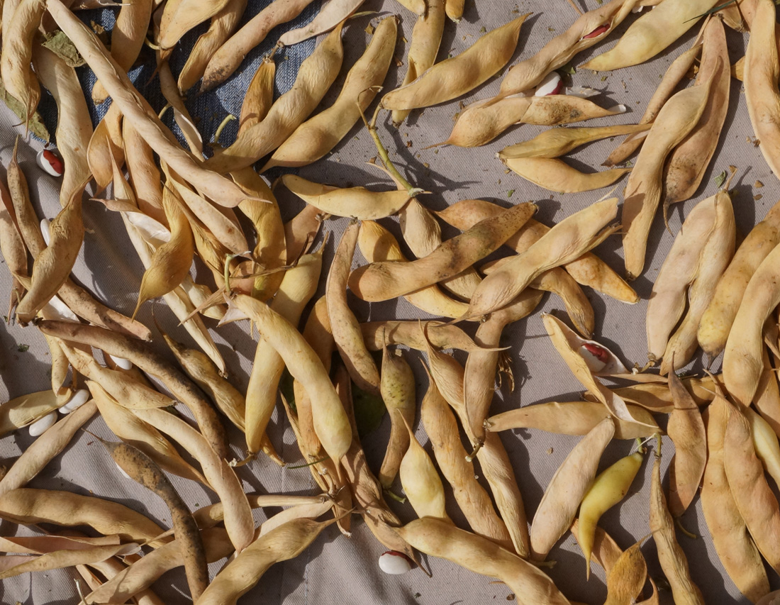 Image of Phaseolus vulgaris specimen.