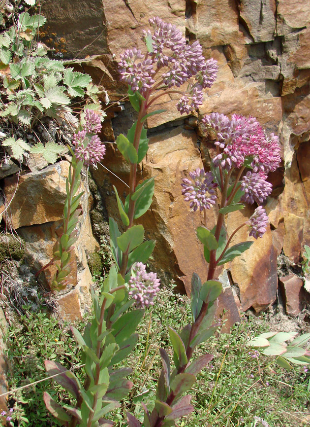 Image of Hylotelephium triphyllum specimen.