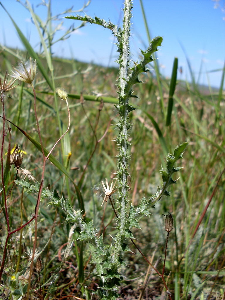 Изображение особи Carduus uncinatus.