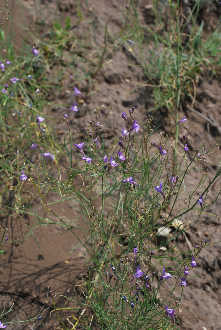 Изображение особи Linaria volgensis.