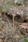 Allium taschkenticum