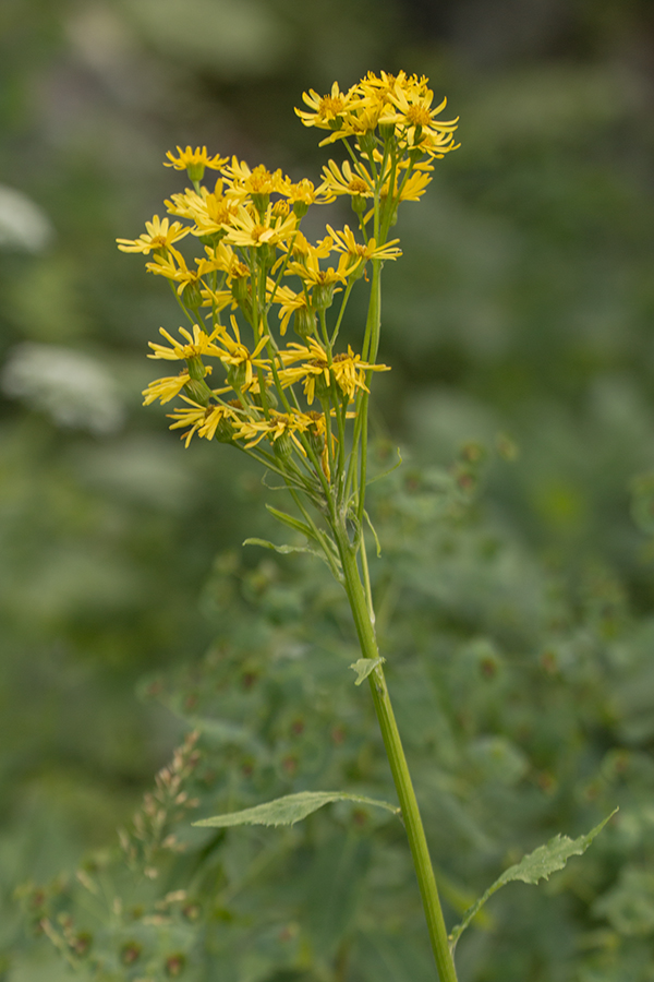 Изображение особи род Senecio.