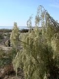 Salsola richteri