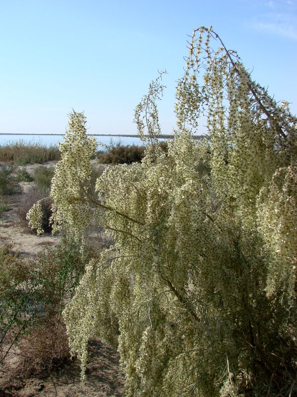 Изображение особи Salsola richteri.