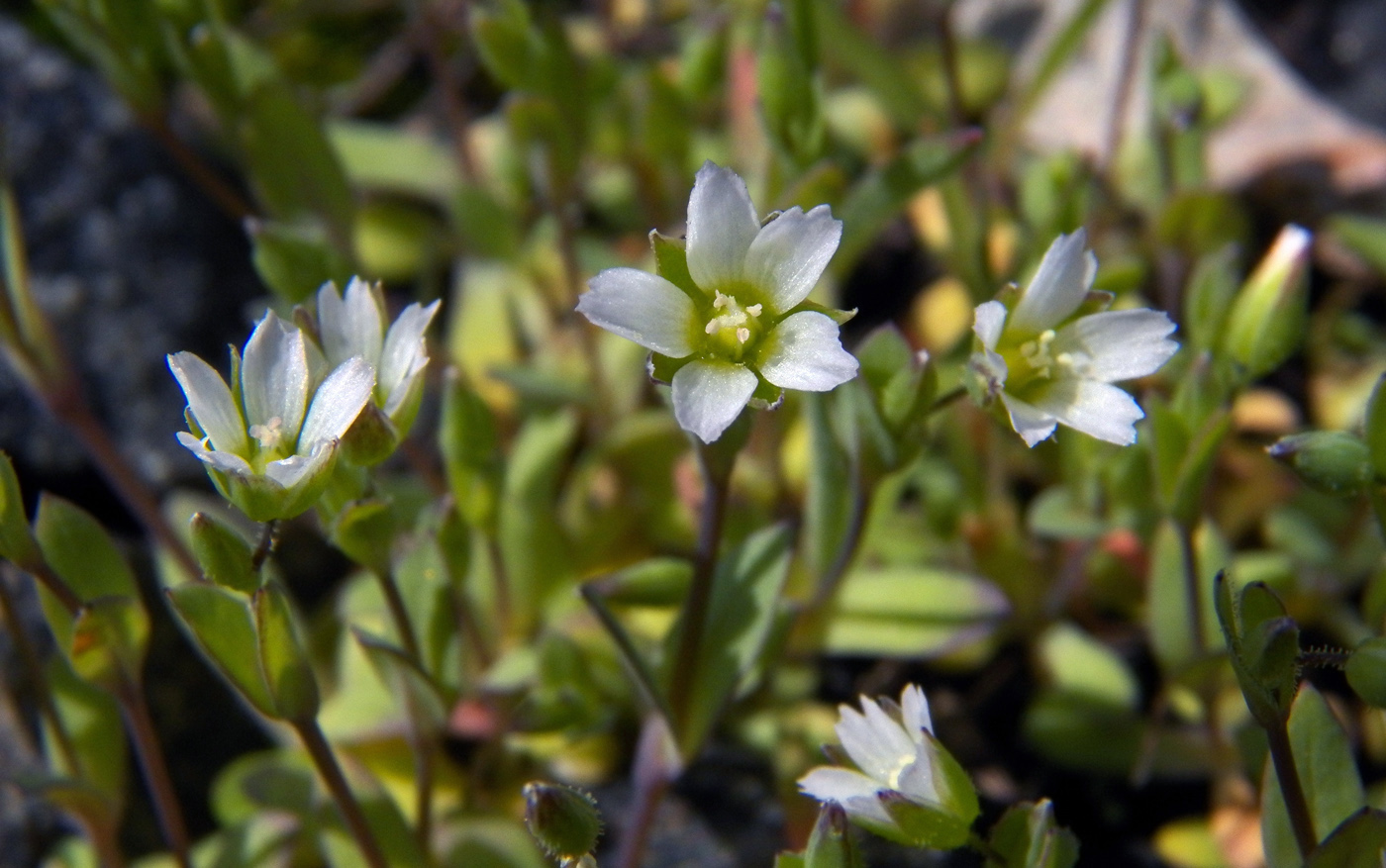 Изображение особи Holosteum umbellatum.