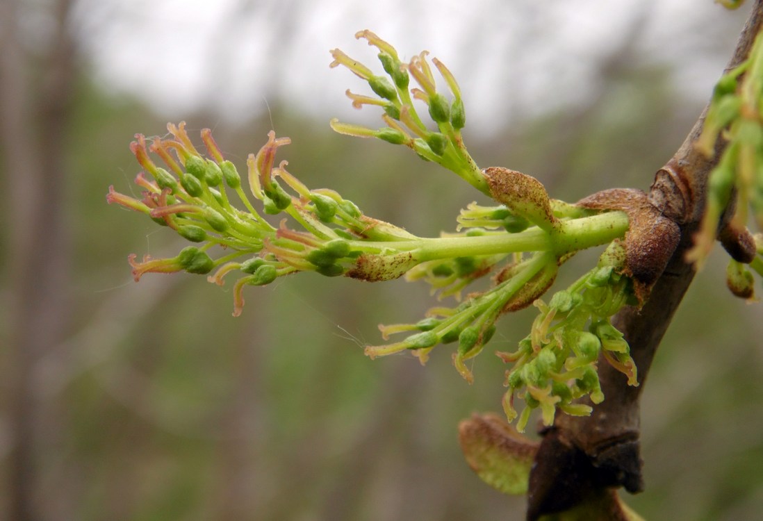 Изображение особи Fraxinus pennsylvanica.