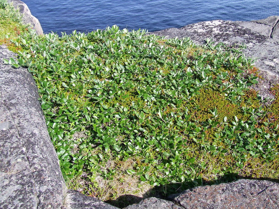 Изображение особи Salix glauca.