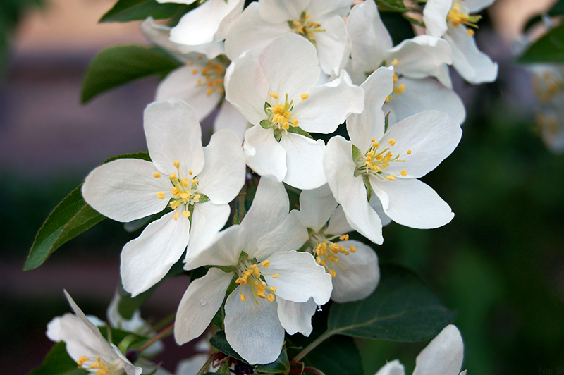 Image of Malus baccata specimen.