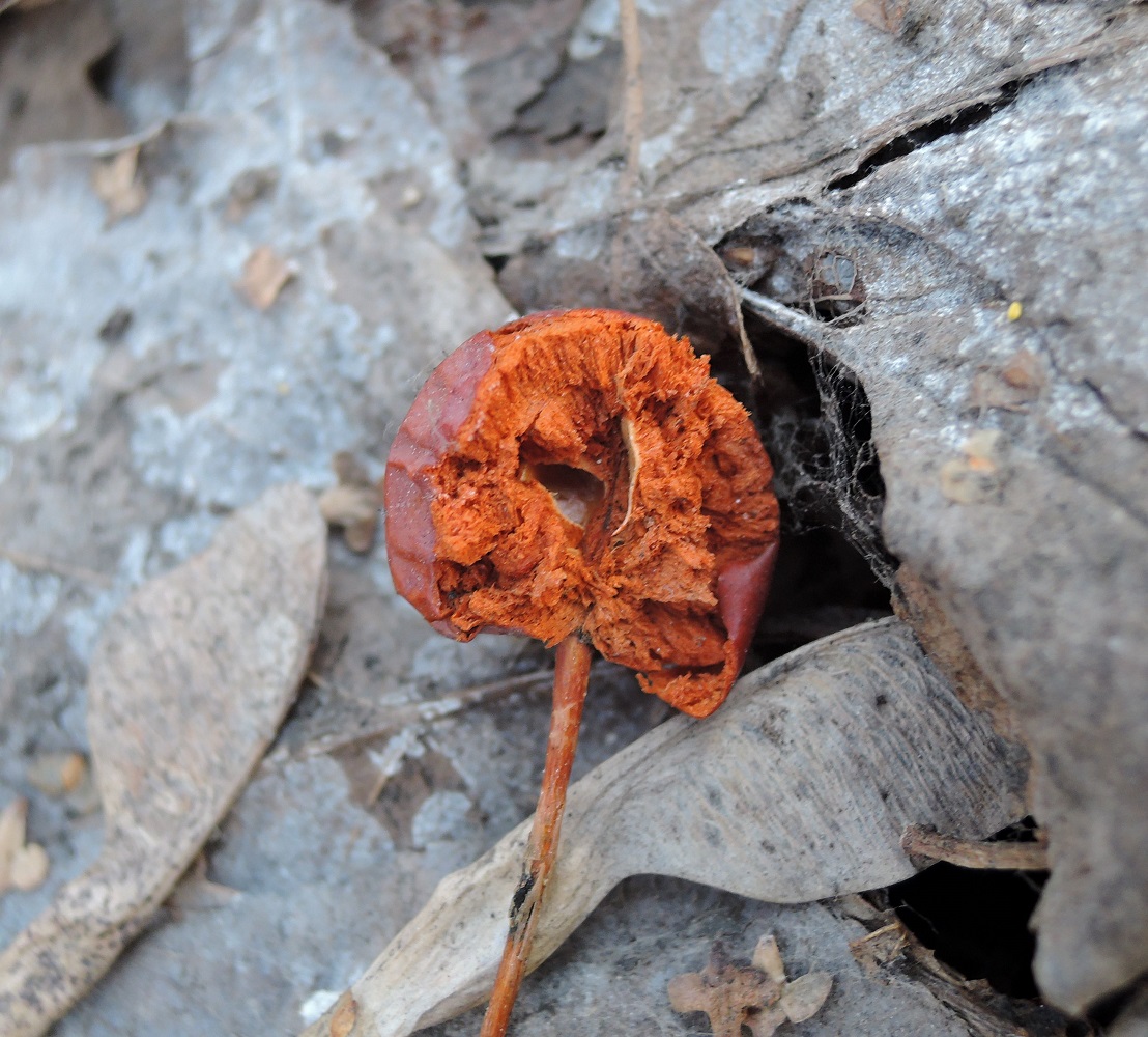 Image of Malus baccata specimen.