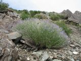 Cylindrocarpa sewerzowii