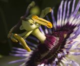 Passiflora caerulea. Часть цветка. Италия, Саленто, вершина пологого холма к югу от г. Отранто. 09.06.2014.