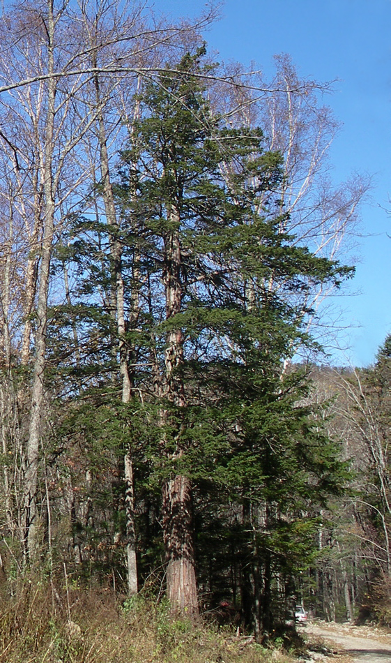 Image of Taxus cuspidata specimen.