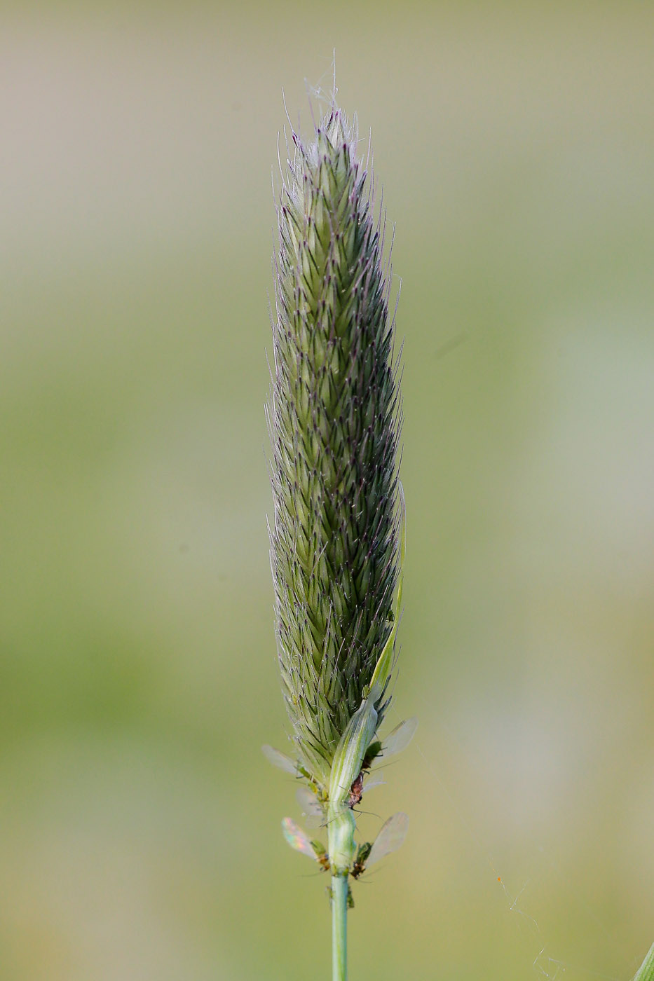 Image of Alopecurus pratensis specimen.