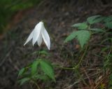 Atragene sibirica. Побег с цветком и листьями. Пермский край, г. Пермь, Кировский р-н, сосновый бор. 28.05.2016.