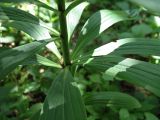 Lilium pilosiusculum