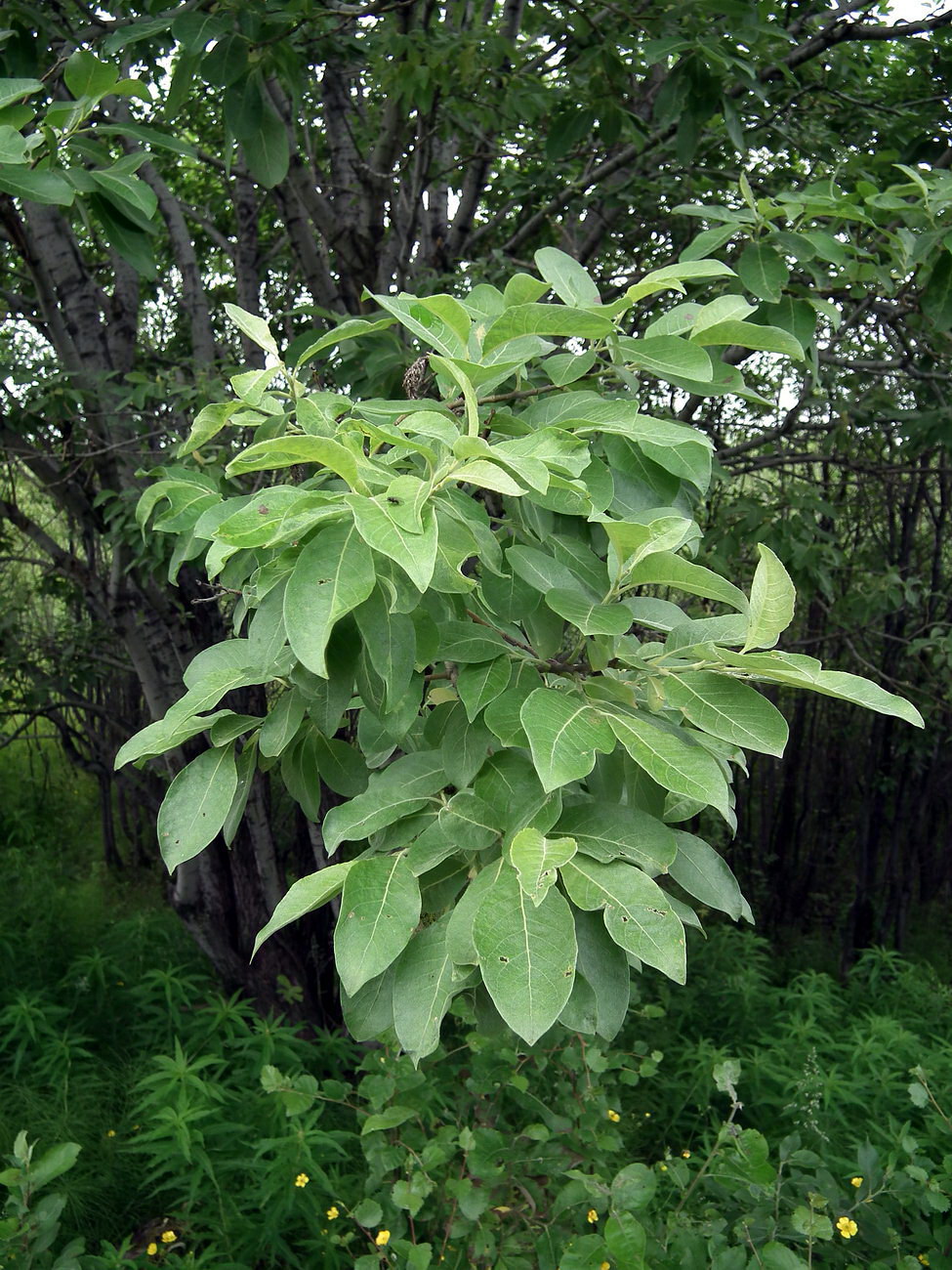 Изображение особи Salix caprea.