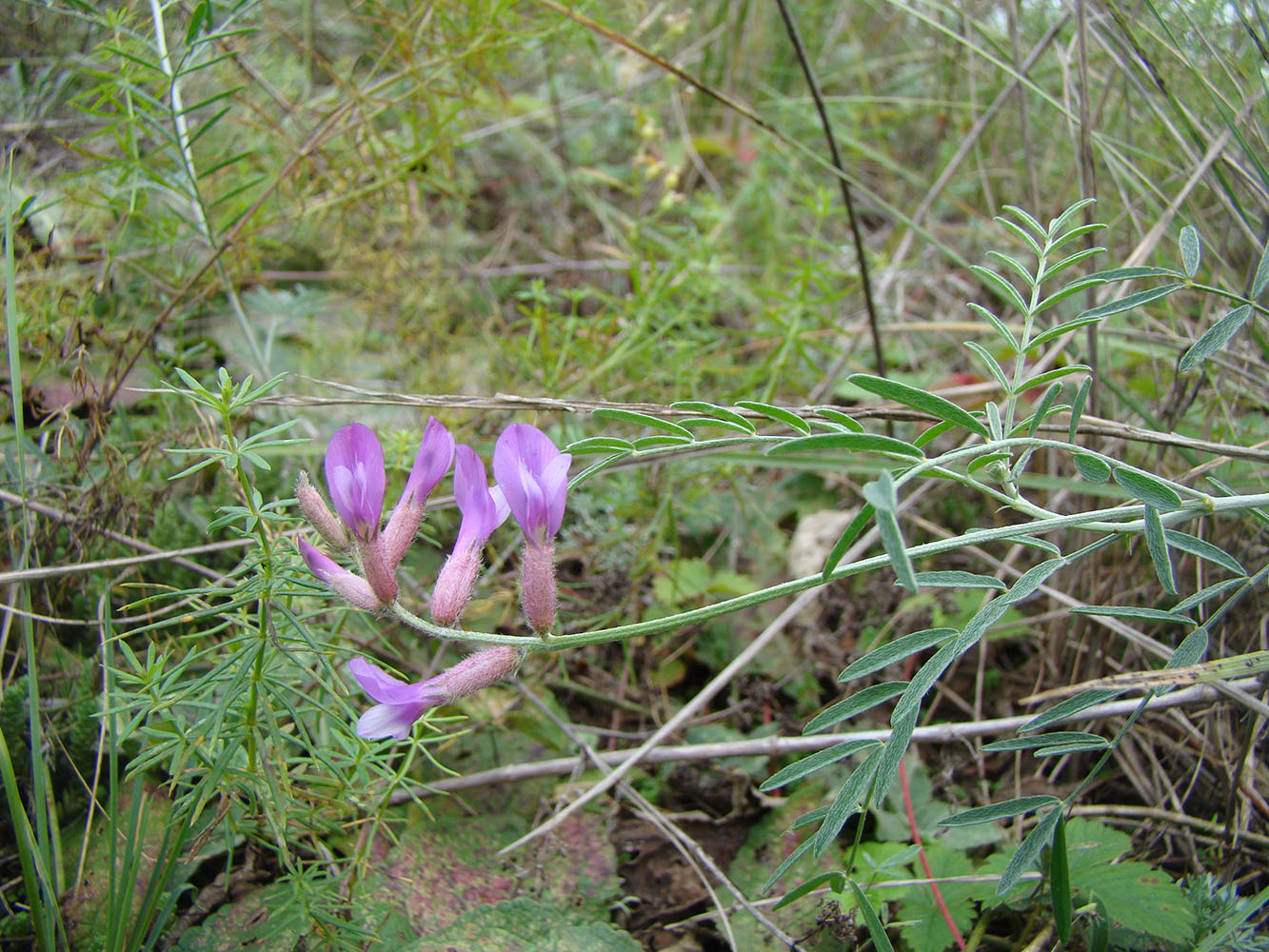 Image of Astragalus varius specimen.