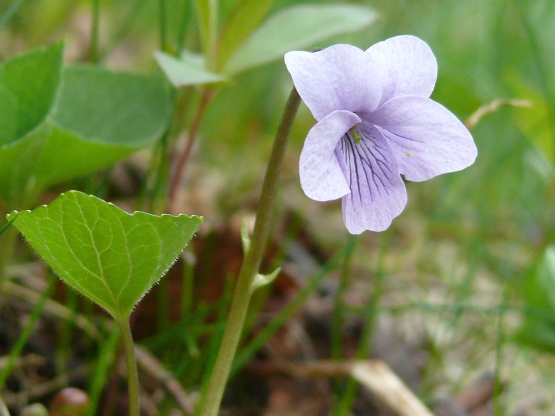 Изображение особи Viola epipsila.