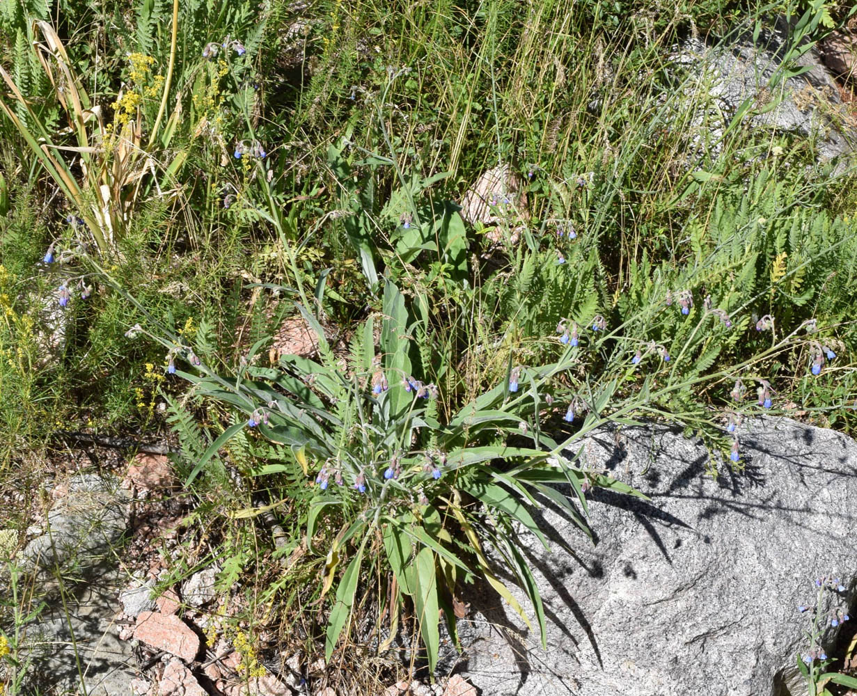 Изображение особи Lindelofia macrostyla.