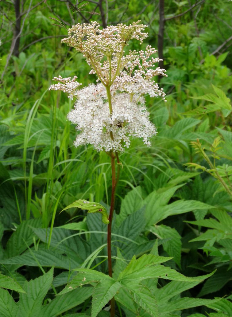 Image of Filipendula palmata specimen.
