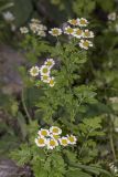 Pyrethrum parthenium. Верхушка цветущего растения. Саратов, Октябрьское ущелье, на клумбе. 09.07.2016.