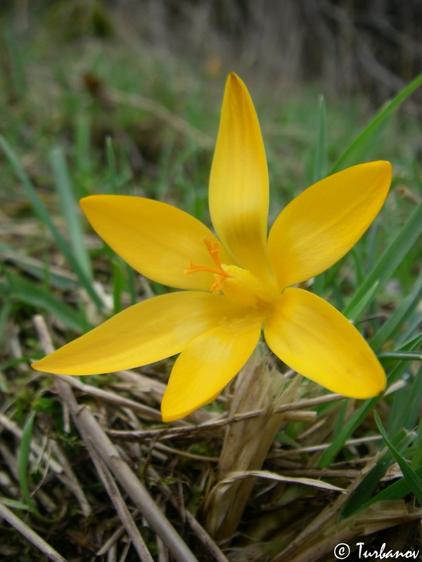 Image of Crocus angustifolius specimen.