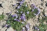 Matthiola fruticulosa var. bolleana