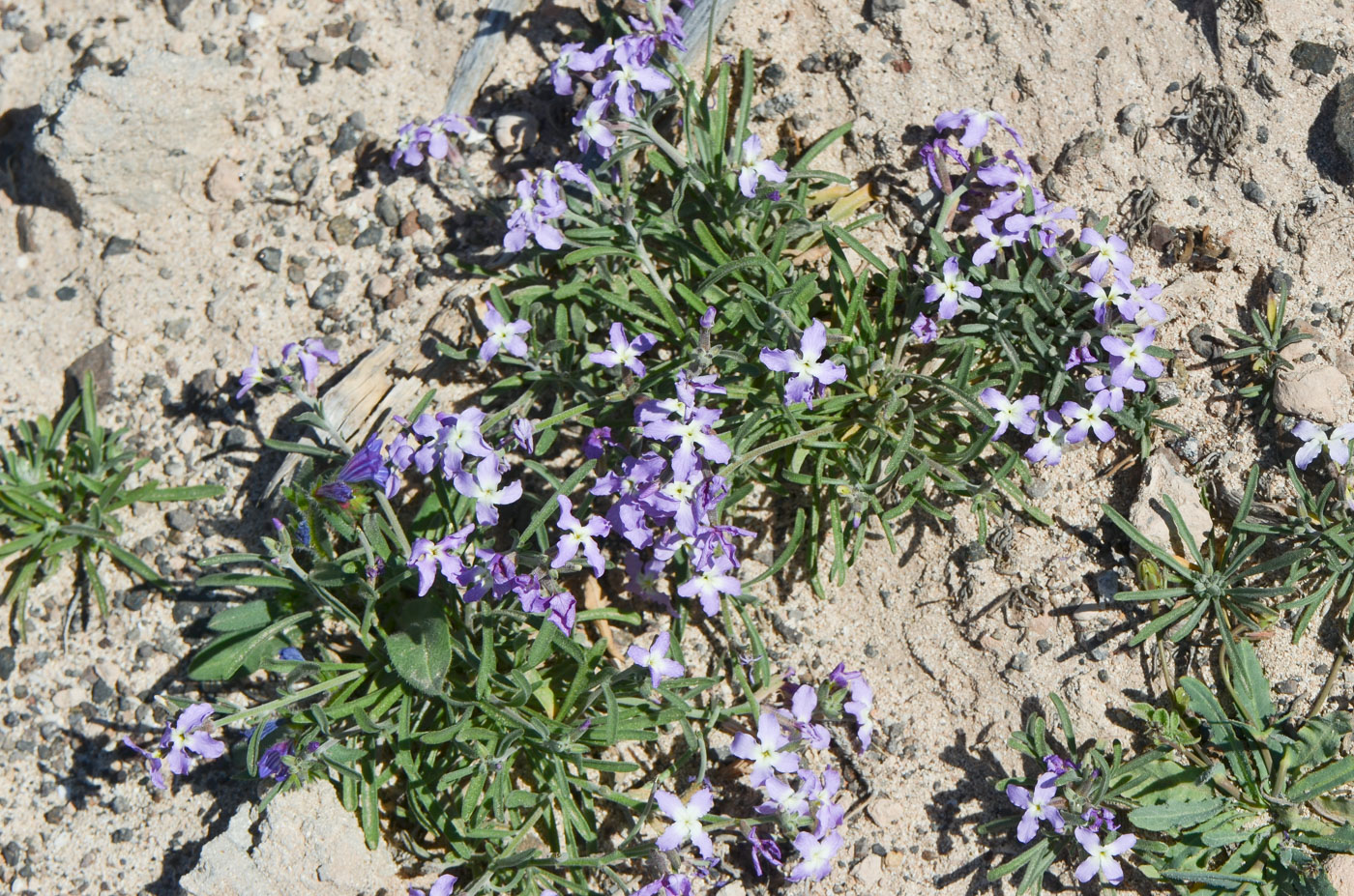Image of Matthiola fruticulosa var. bolleana specimen.
