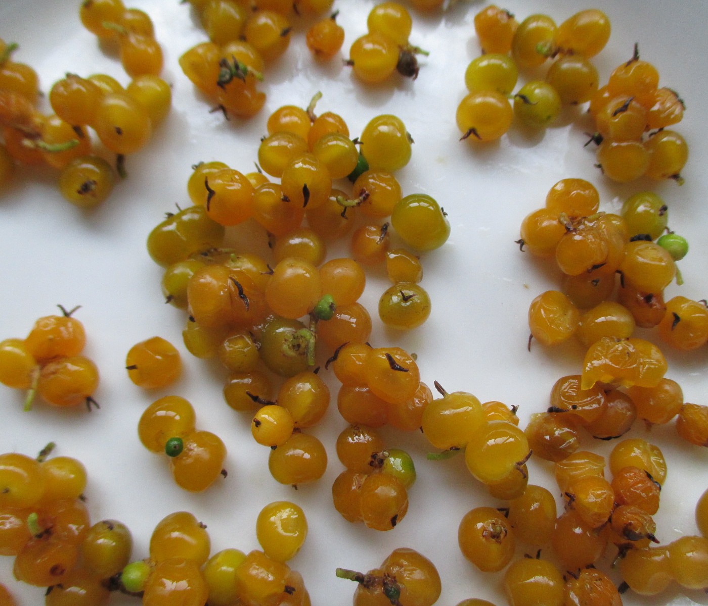 Изображение особи Pseudomorus brunoniana.
