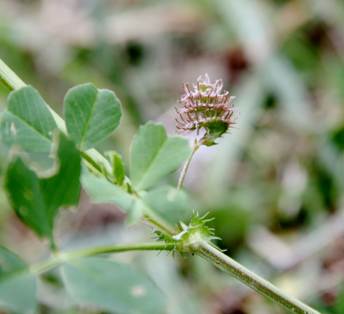 Изображение особи Medicago polymorpha.