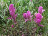 Castilleja elegans