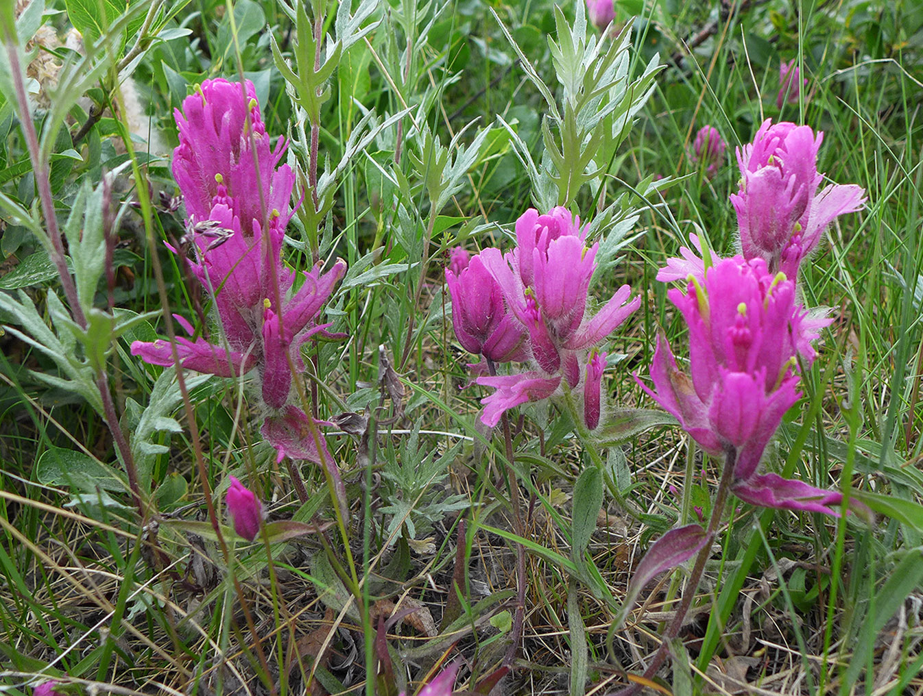 Изображение особи Castilleja elegans.