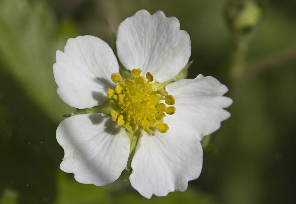 Image of Fragaria vesca specimen.