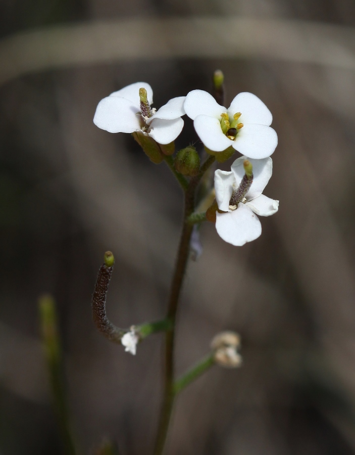 Изображение особи Braya humilis.