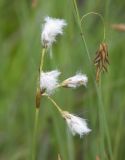 Eriophorum gracile