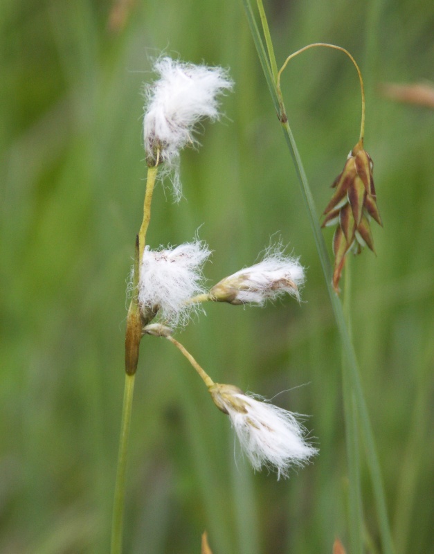 Изображение особи Eriophorum gracile.