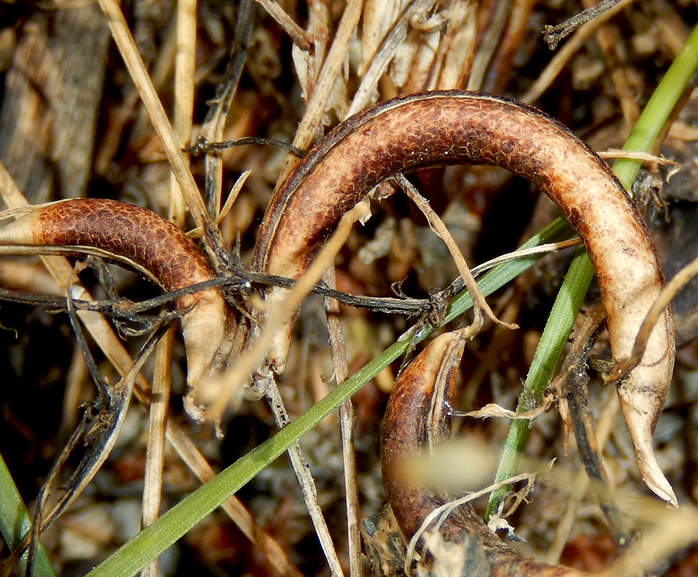 Image of Astragalus hamosus specimen.