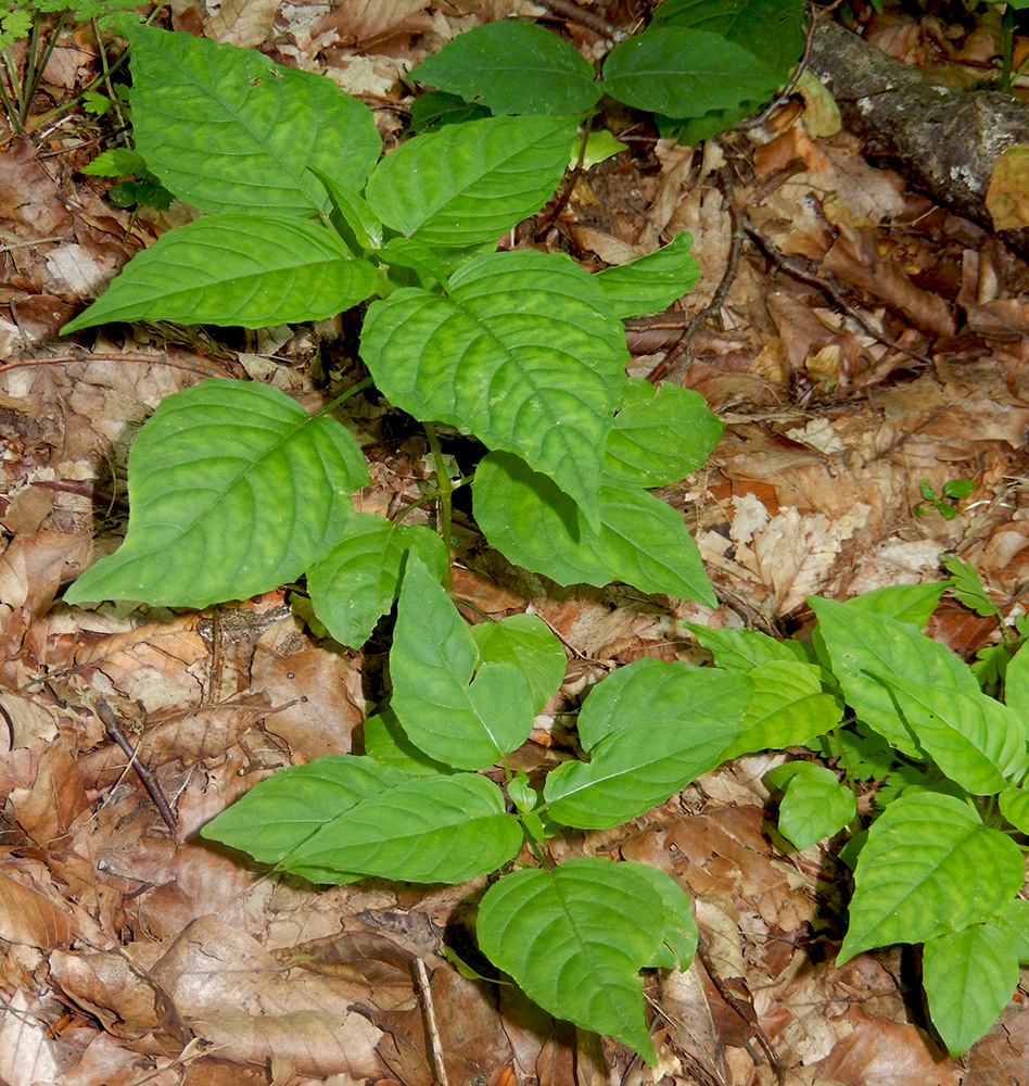 Изображение особи Circaea lutetiana.