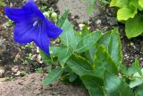 Platycodon grandiflorus. Верхушка цветущего растения. Владивосток, Ботанический сад. 12.09.2016.