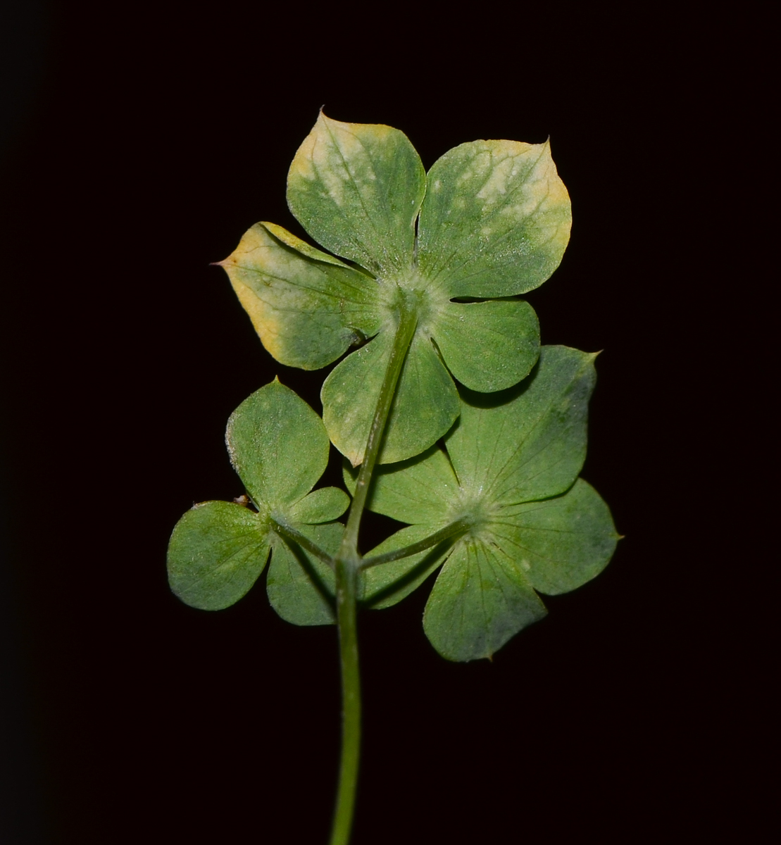 Image of Bupleurum subovatum specimen.