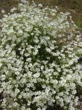 Cerastium flavescens