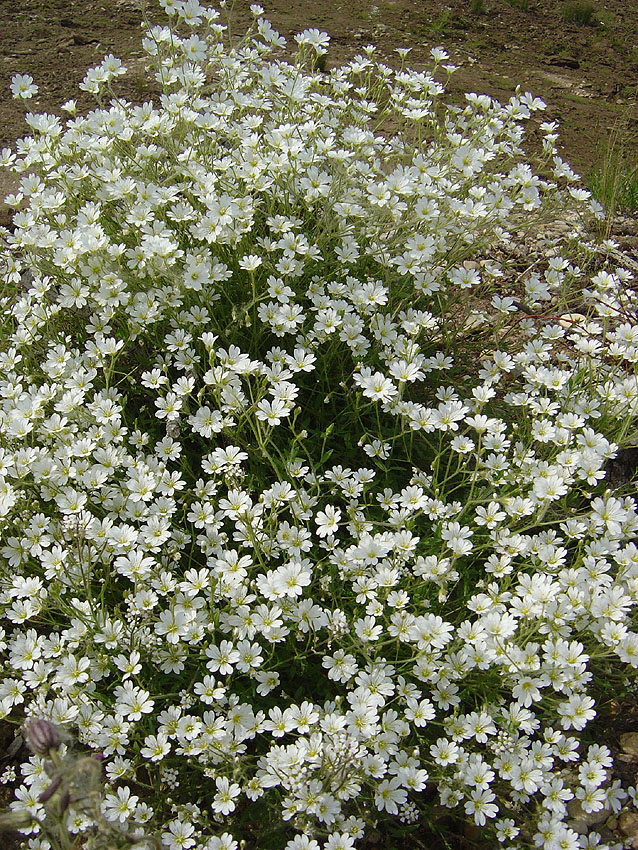 Изображение особи Cerastium flavescens.