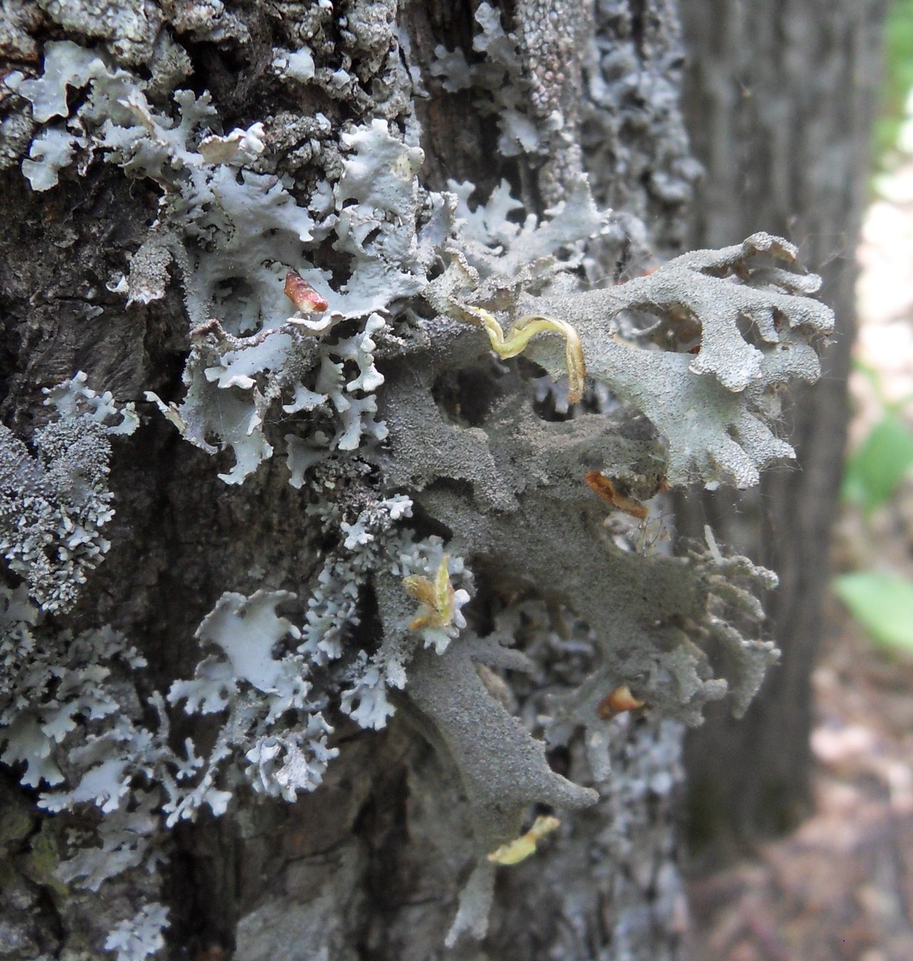 Image of Pseudevernia furfuracea specimen.