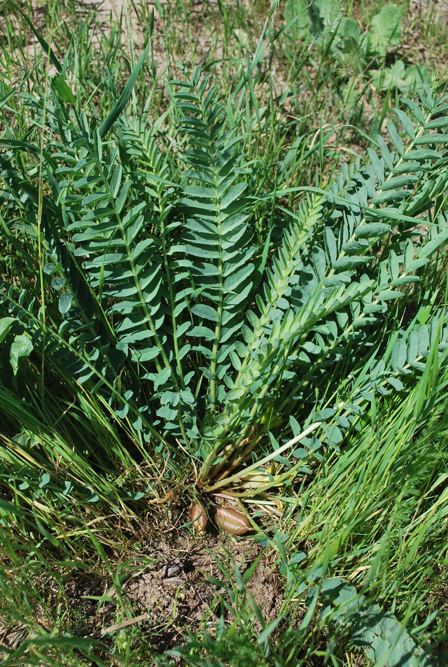 Image of Astragalus macronyx specimen.