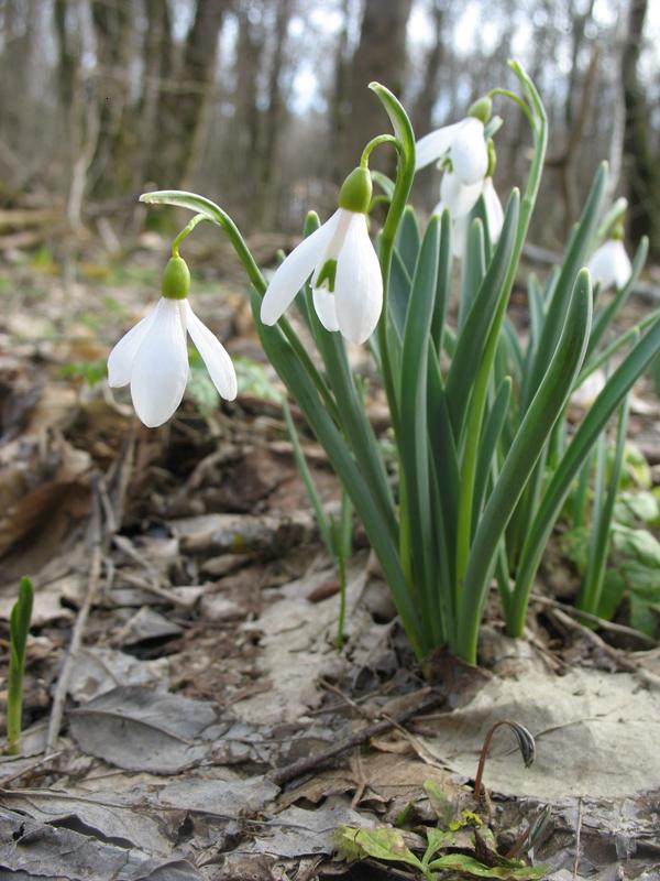 Изображение особи Galanthus caucasicus.